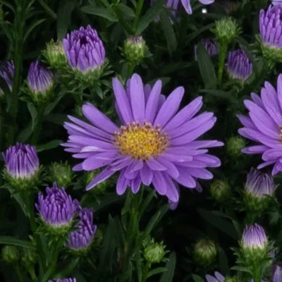 Days Blue Aster - 8" Fall Asters