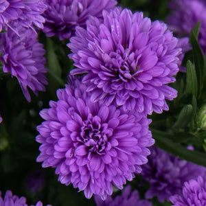 Henry III Purple Aster - 8" Fall Asters