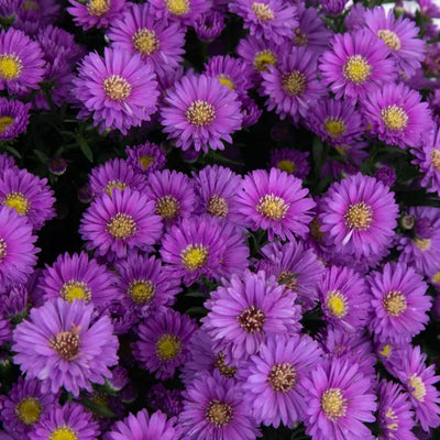 Magic Purple Aster - 9" Fall Asters
