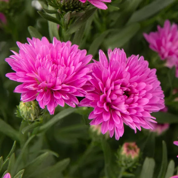 Henry III Pink Aster - 8" Fall Asters