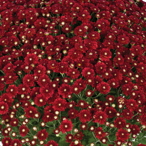 Aideen Red Fire - 5" Potted Garden Mum