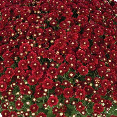 Aideen Red Fire - 5" Potted Garden Mum
