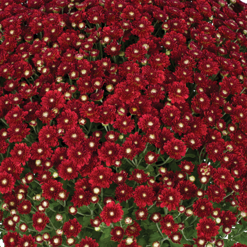 Aideen Red Fire - 5" Potted Garden Mum