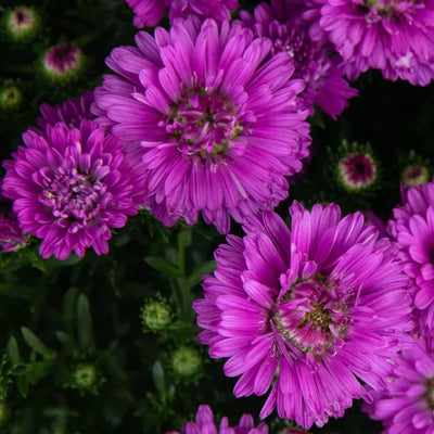 Henry I Pink Aster - 8" Fall Asters