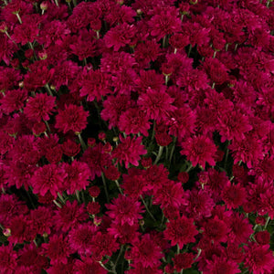 Arlette Purple - 5" Potted Garden Mum