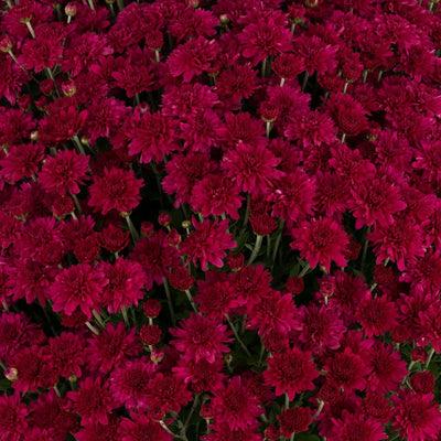 Arlette Purple - 5" Potted Garden Mum