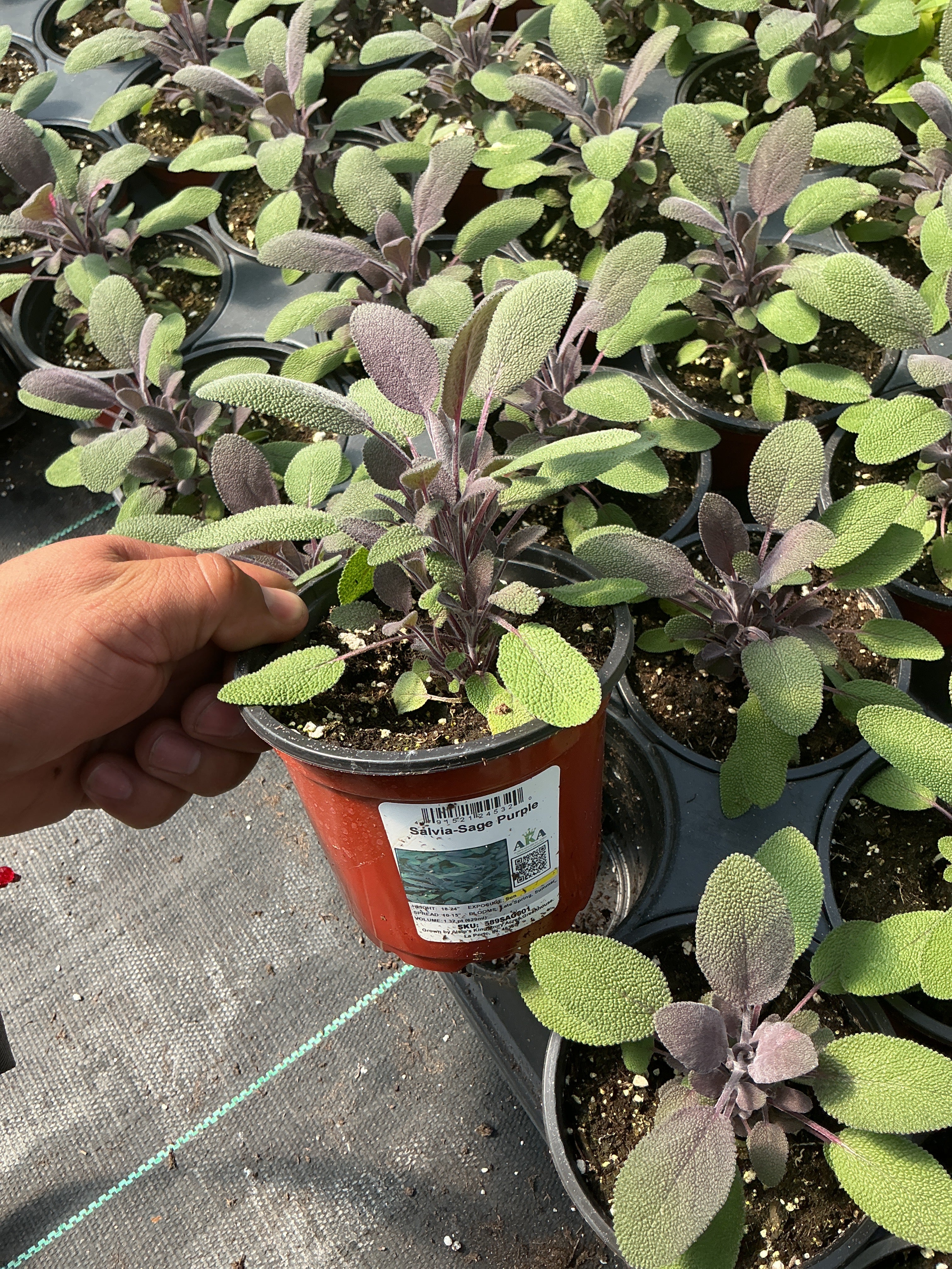 Salvia-Sage Purple - 4.33" Potted Herb