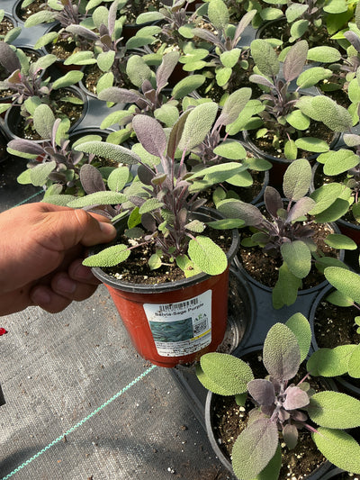 Salvia-Sage Purple - 4.33" Potted Herb
