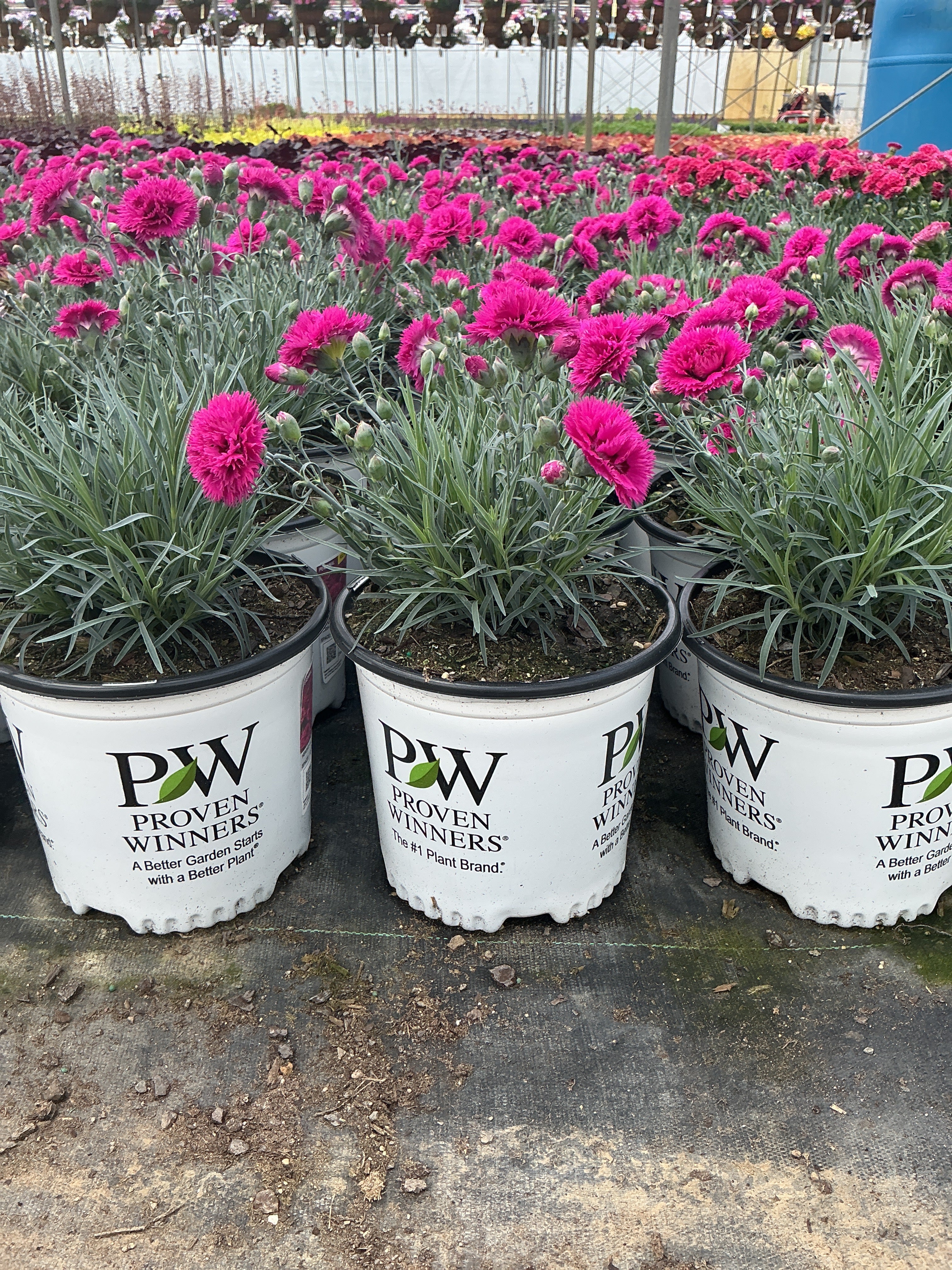 Dianthus Pinks Fruit Punch Spiked Punch - 6" Perennial