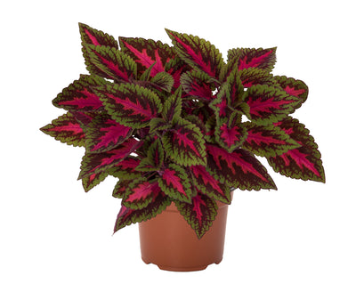 Coleus Ruby Road - 4.33" Premium Annual