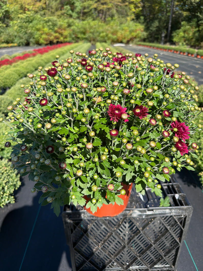 Plumberry Purple  - 8"x5" Potted Garden Mum