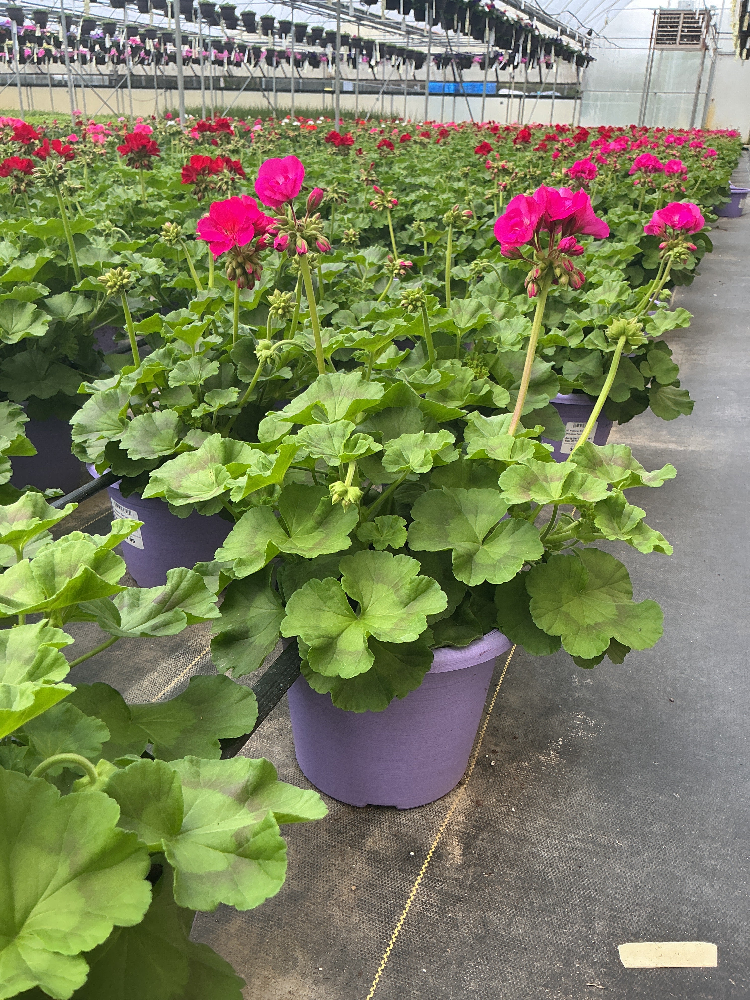 Geranium Dynamo Purple - 8" Planter