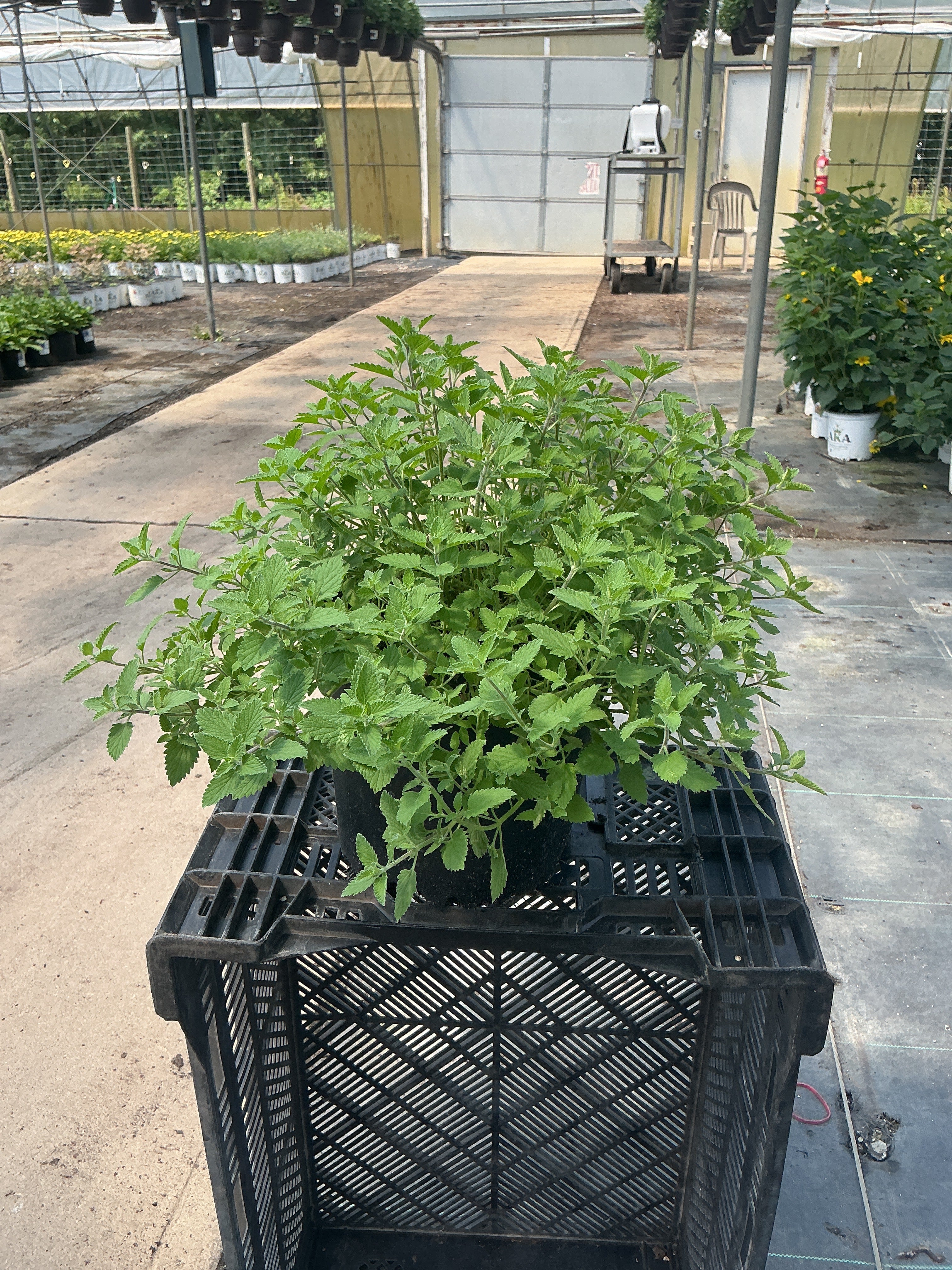 Nepeta Catmint Kit-Kat