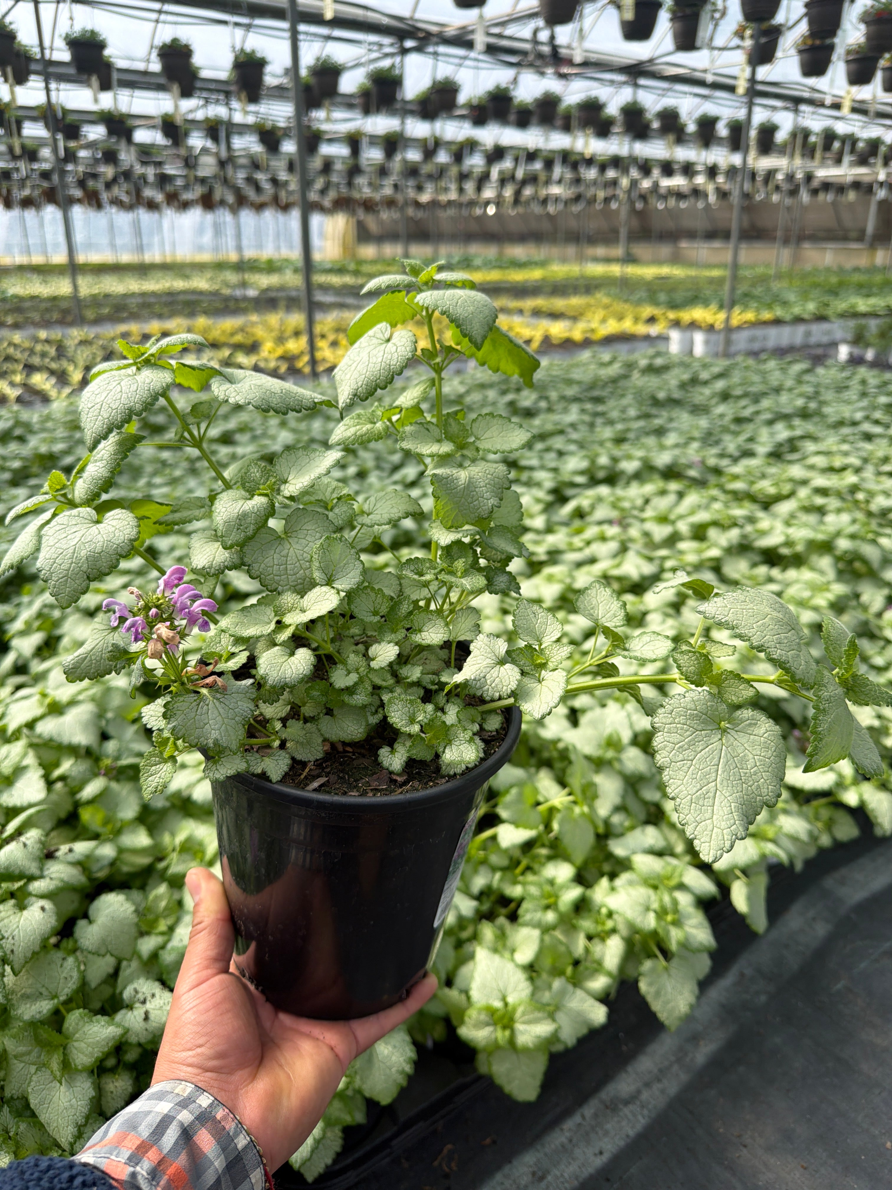 Lamium Dead Nettle Orchid Frost - 6" Perennial