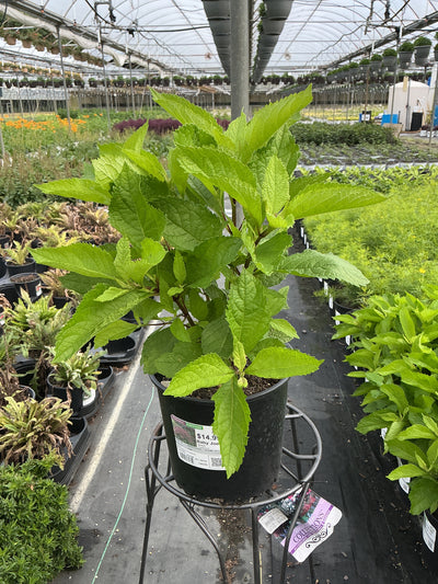 Eupatorium Boneset Baby Joe