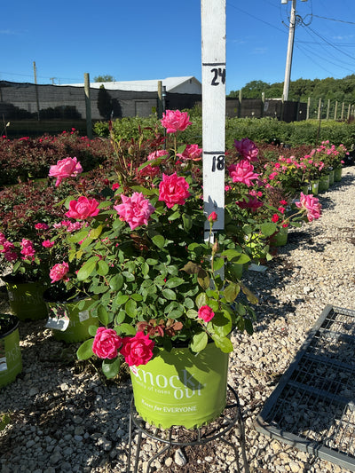 Rose Double KO Pink