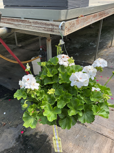 Geranium Dynamo White - 11" Hanging Basket