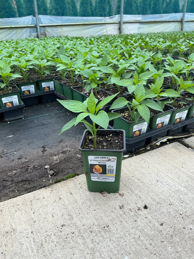 Pepper Golden California Wonderful - 4" Potted Vegetable