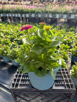 Zinnia Mix 3 - 8" Planter
