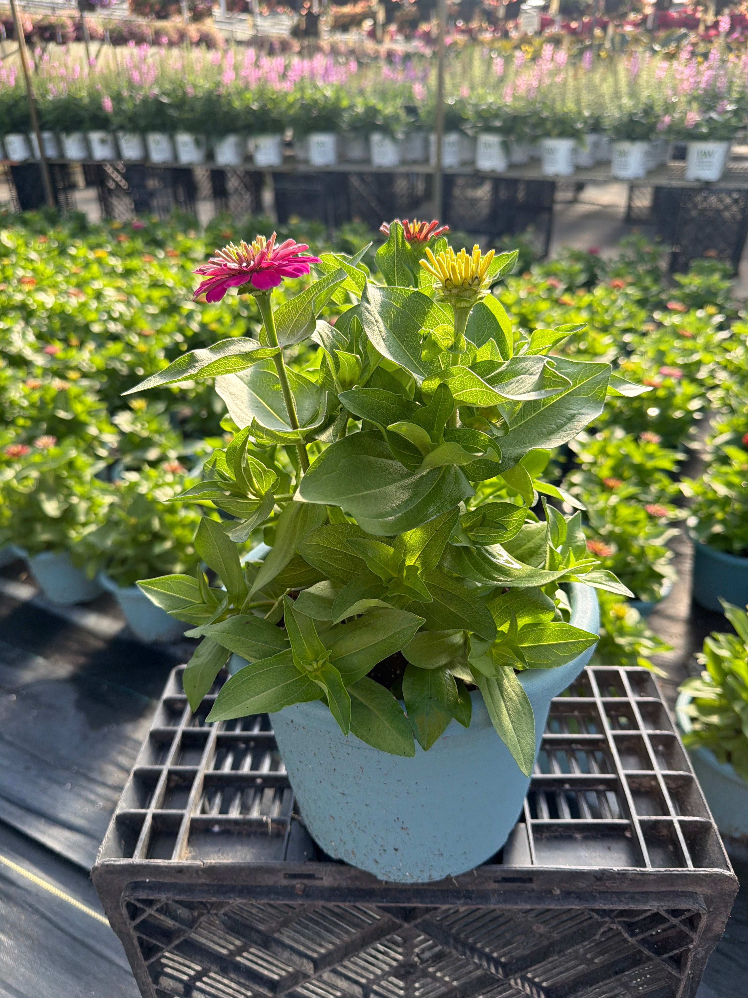 Zinnia Mix 3 - 8" Planter