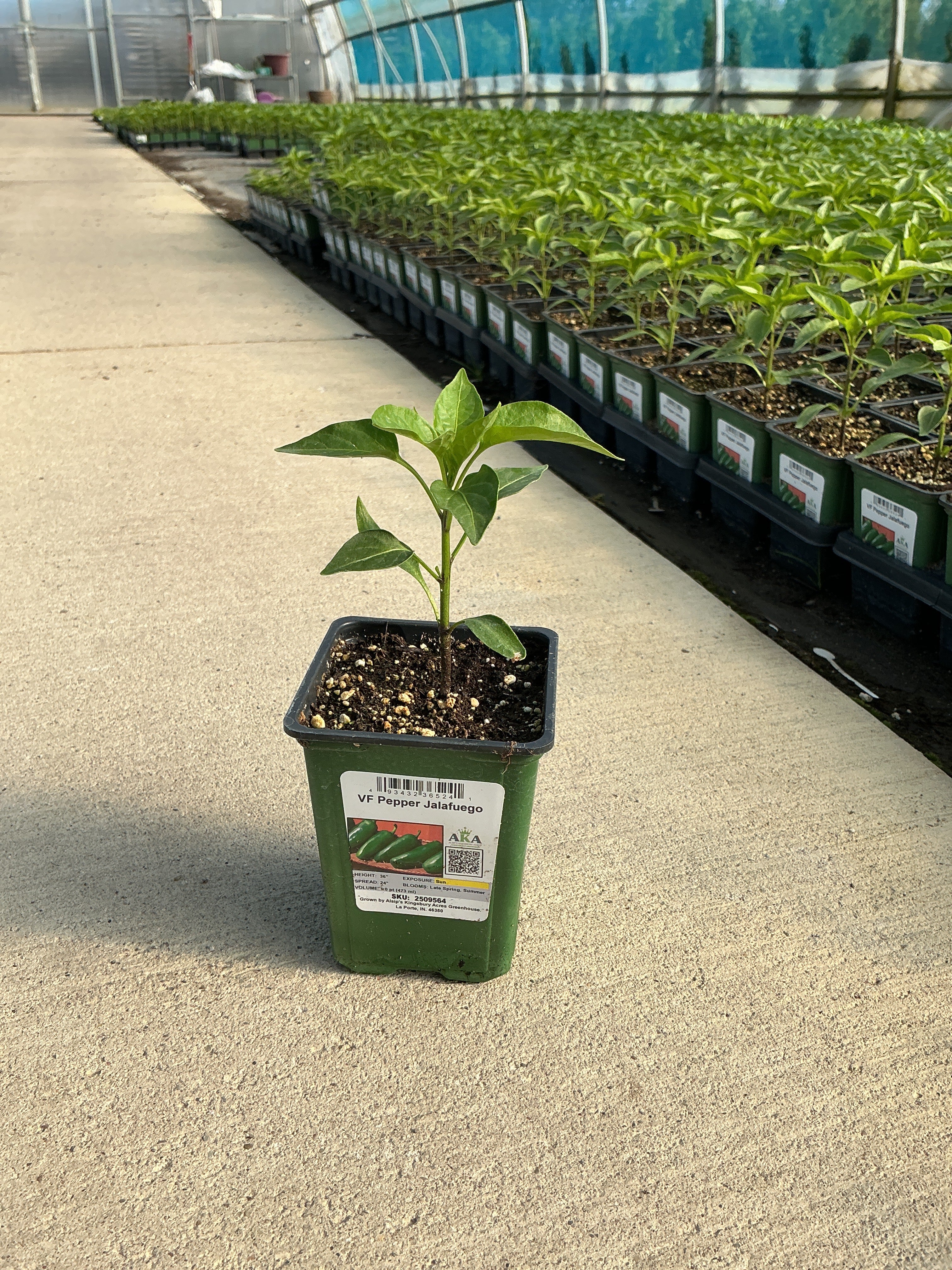 Pepper Jalafuego - 4" Potted Vegetable