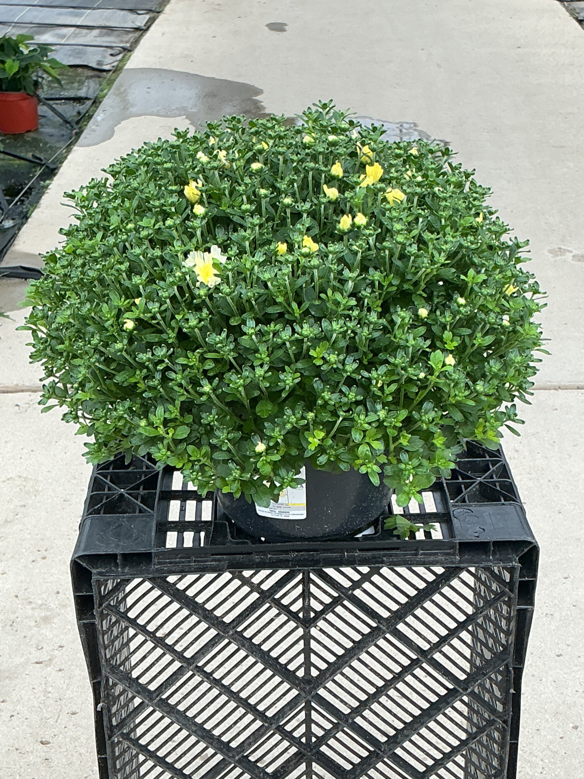 Ditto White - 8"x5" Potted Garden Mum