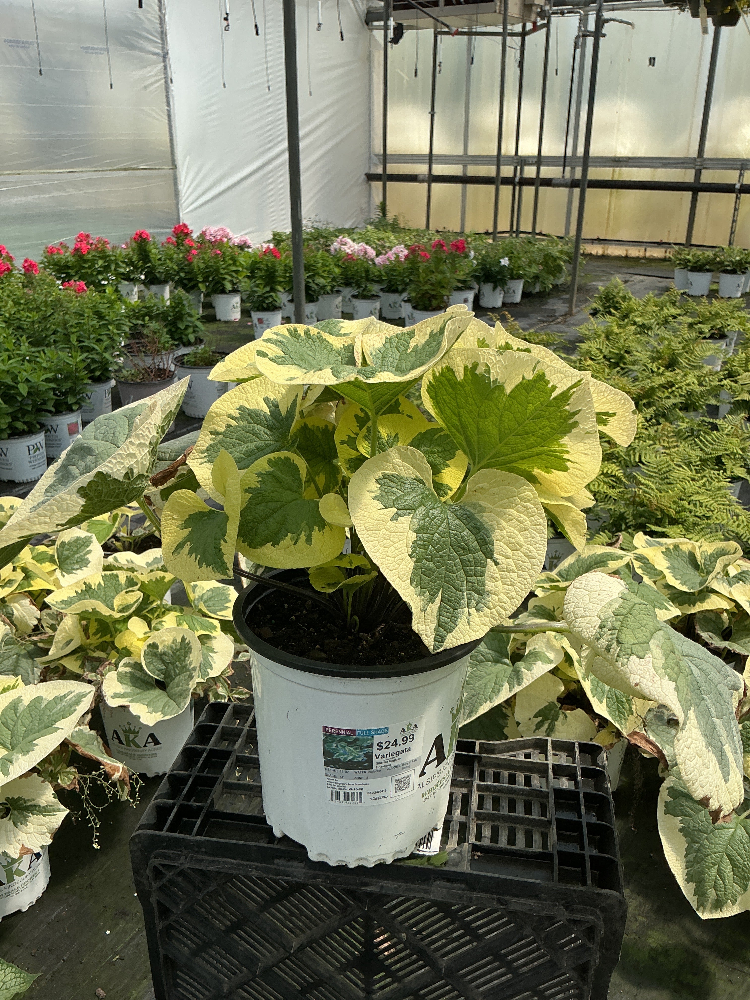 Brunnera Siberian Bugloss Variegata
