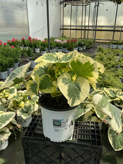 Brunnera Siberian Bugloss Variegata