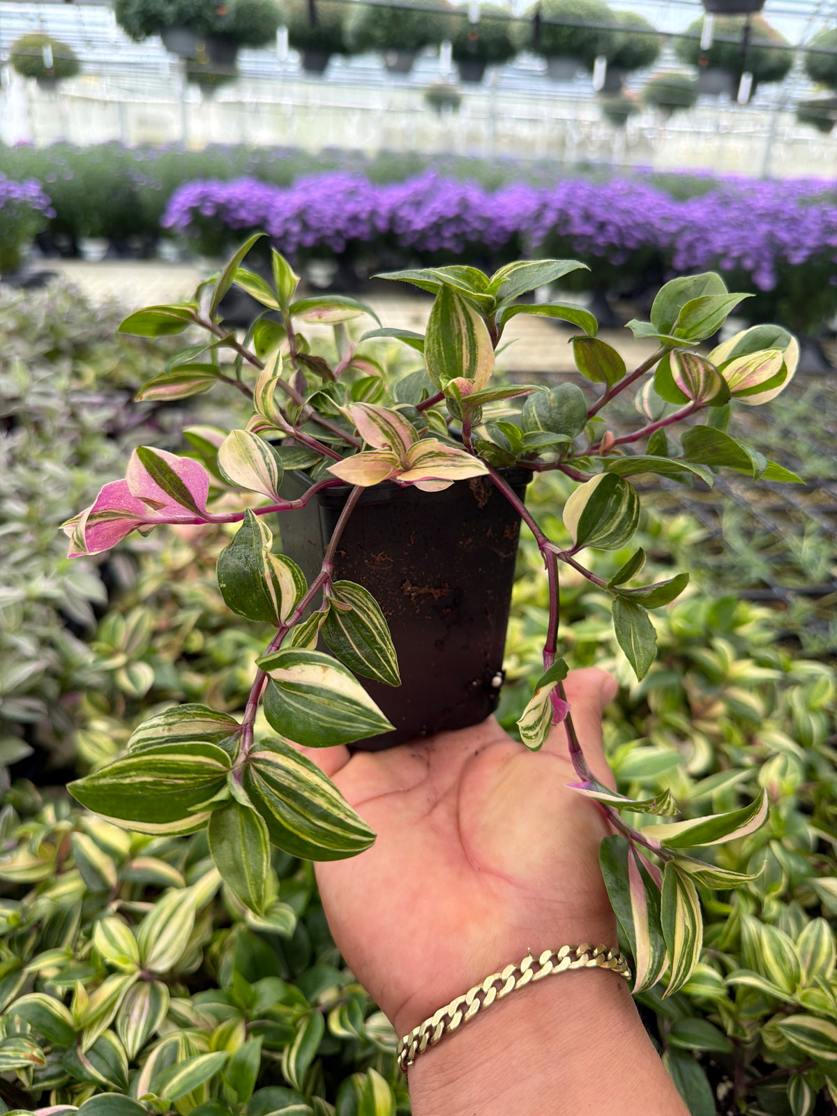 Tradescantia Spath Tcol - 4" Houseplants