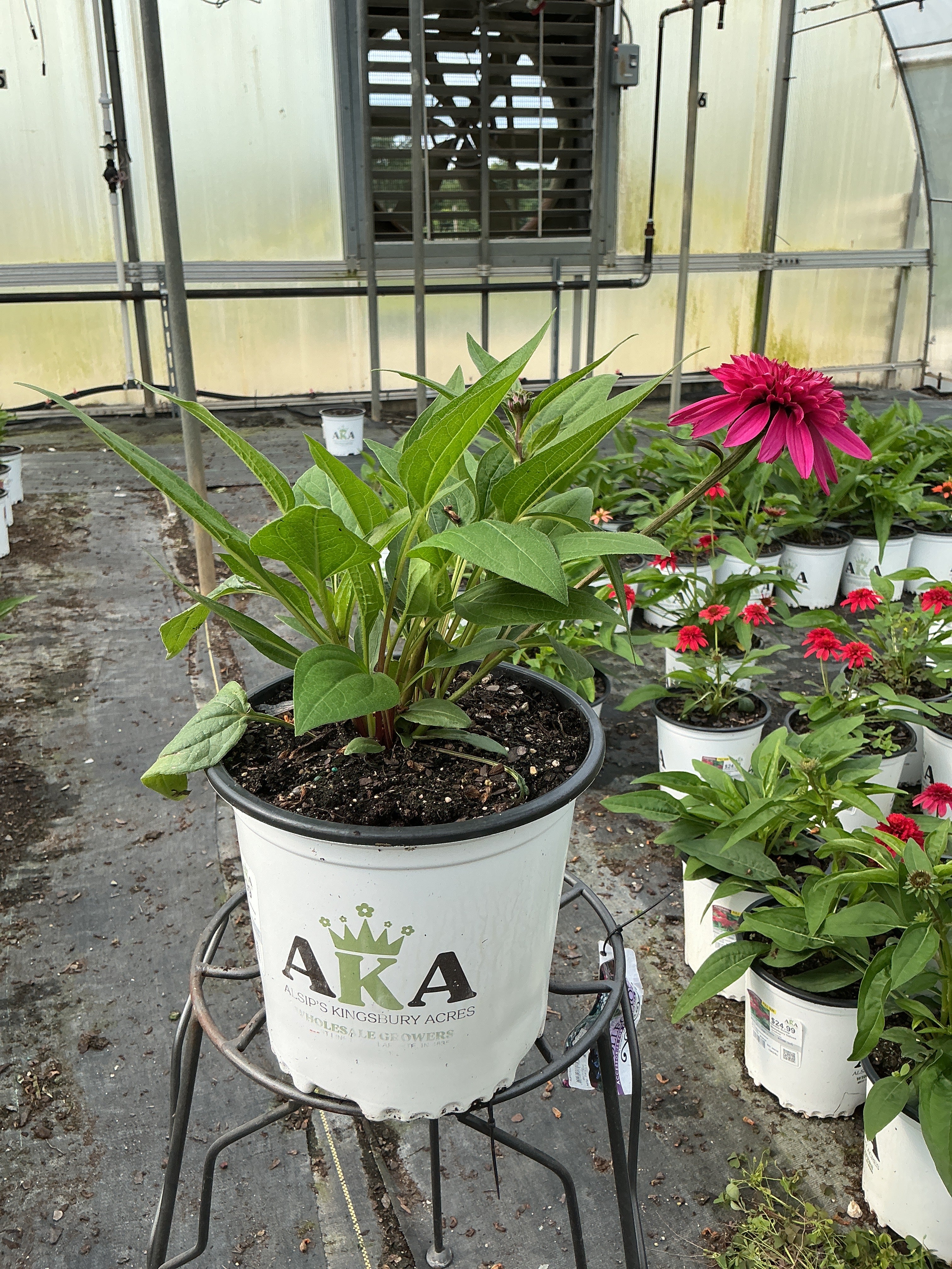 Echinacea Coneflower Double Scoop Watermelon Deluxe