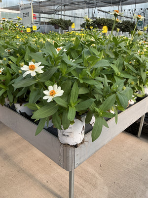Zinnia Profusion White - 4.33" Premium Annual