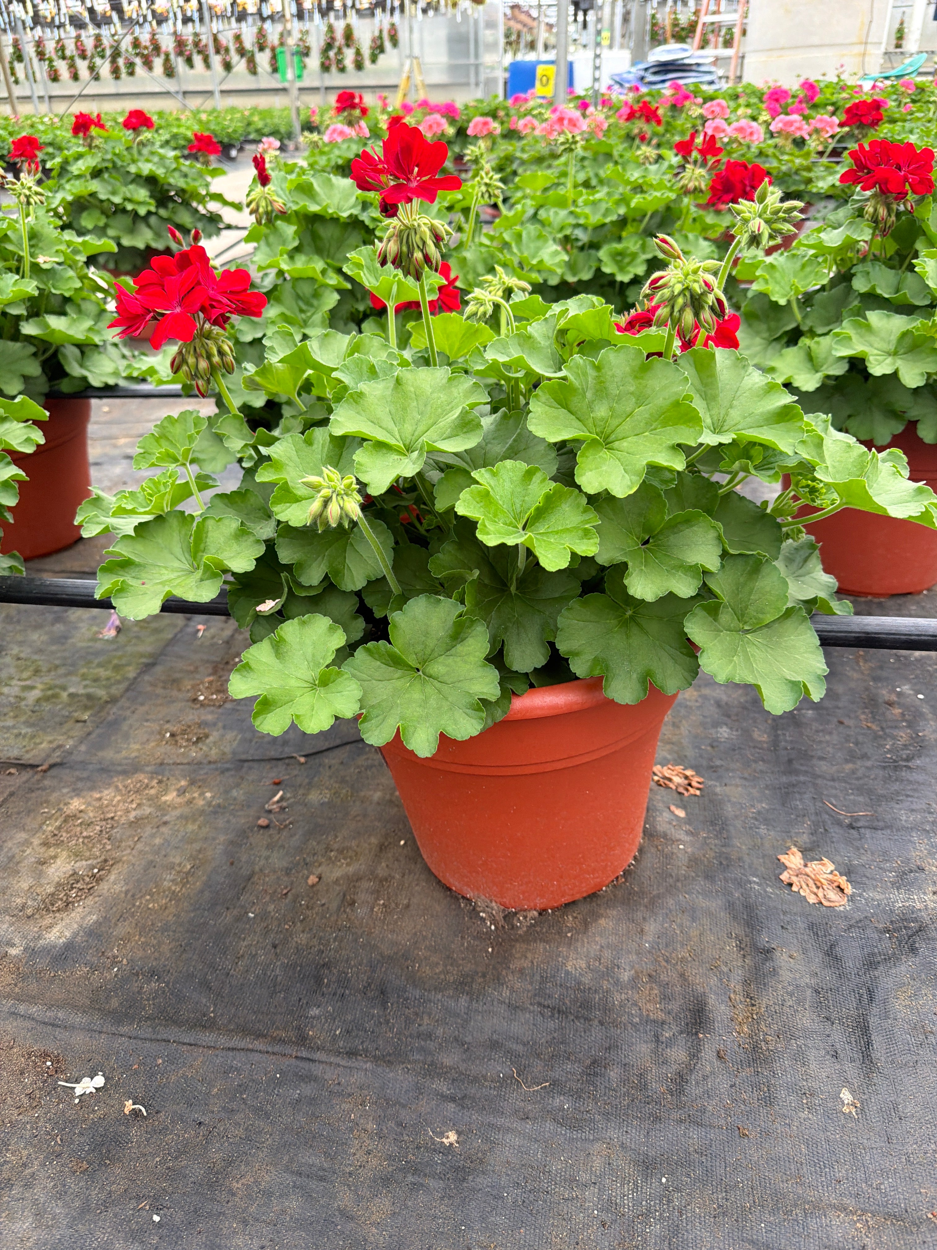 Geranium Dynamo Red Dark - 12" Planter