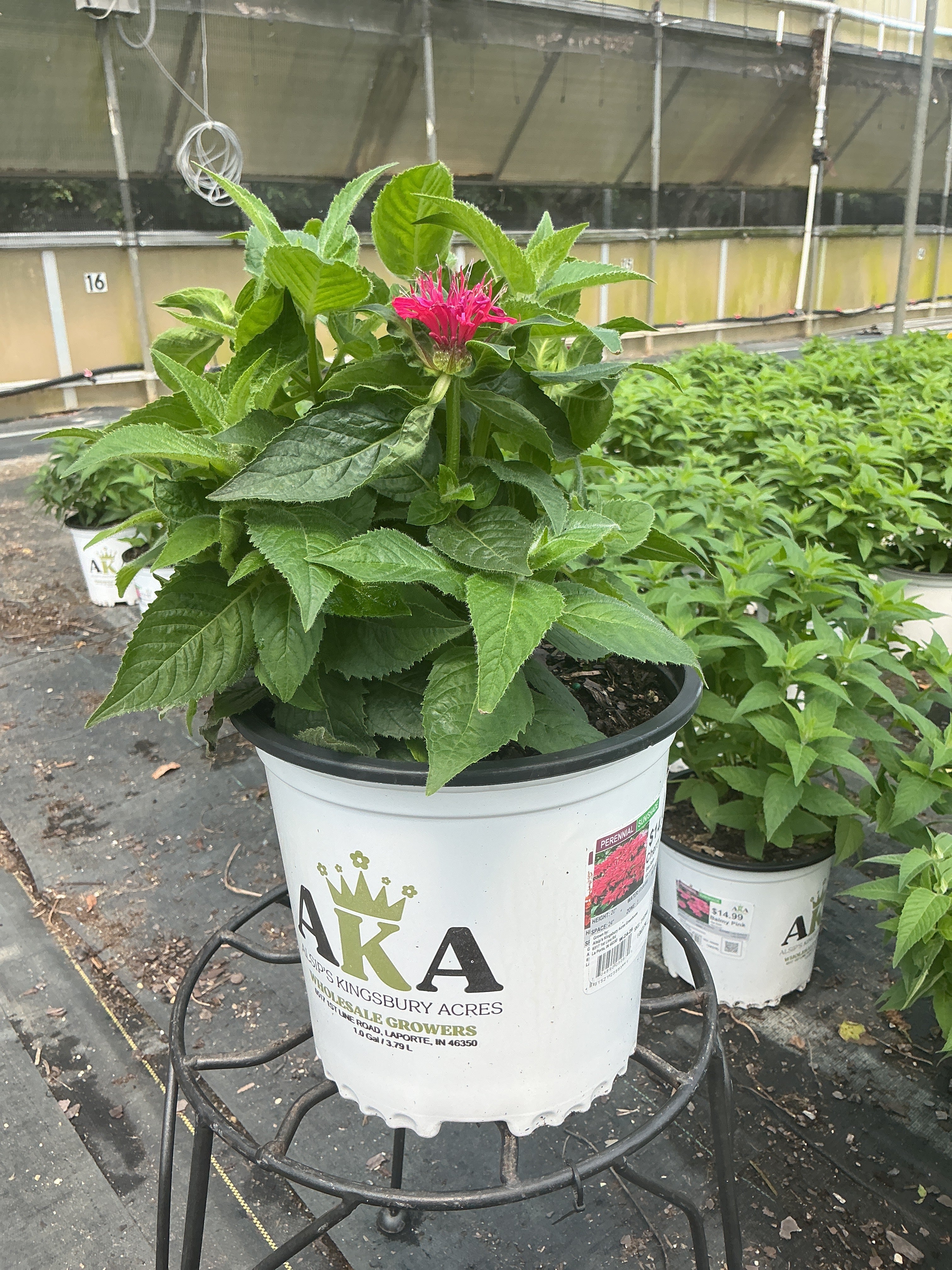 Monarda Bee Balm Cherry Pops
