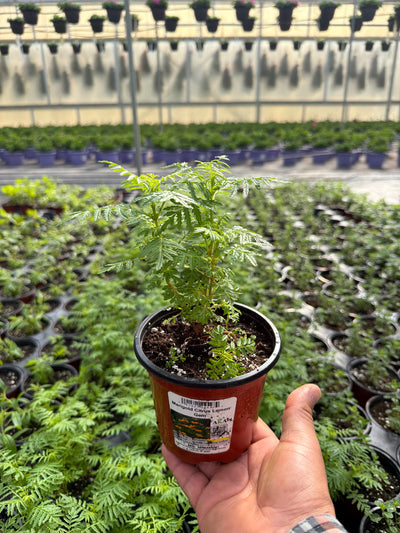 Marigold Citrus Tangerine Gem - 4.33" Potted Herb