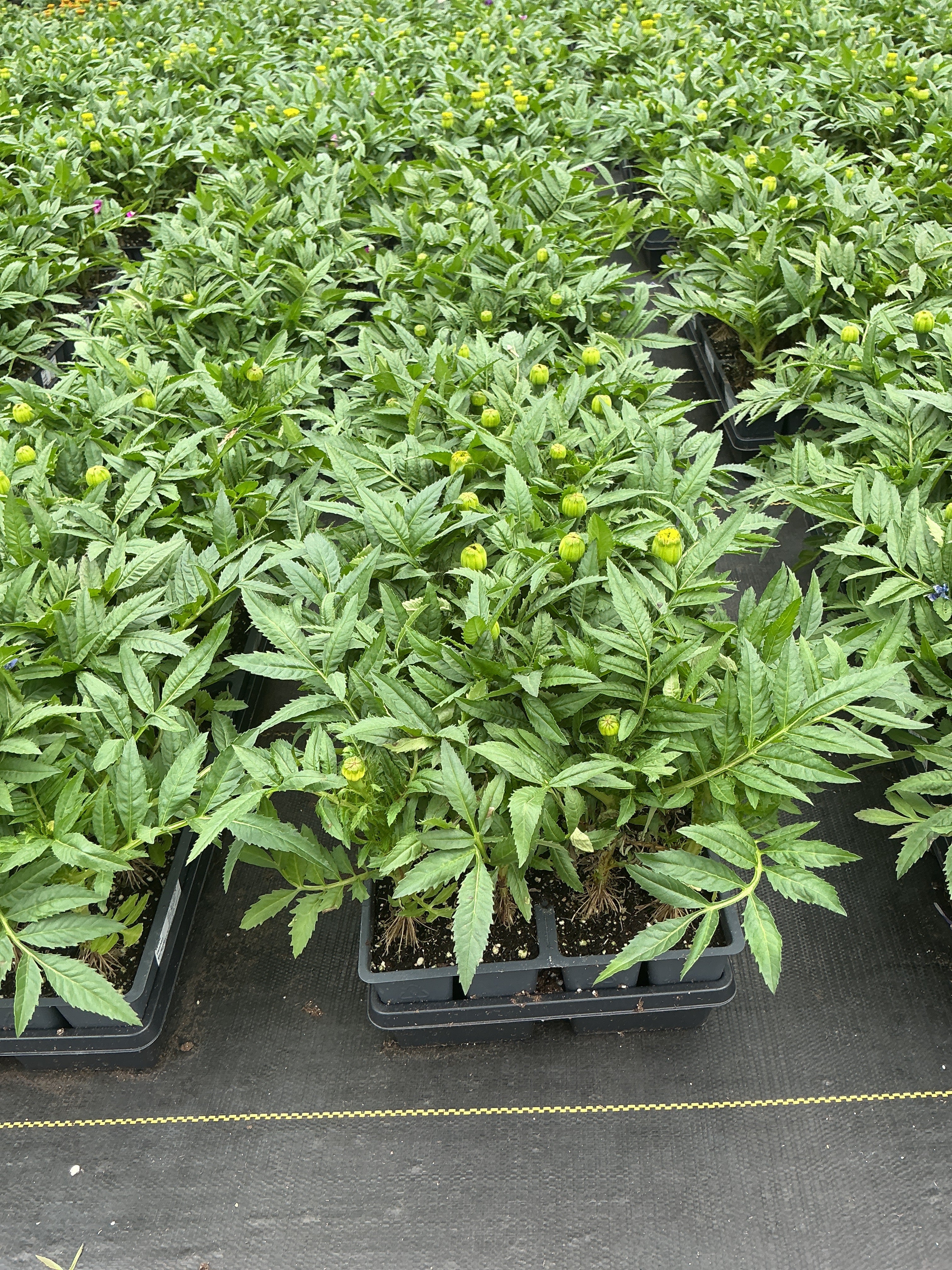 Marigold Taishon Yellow - 4 Pack Annual