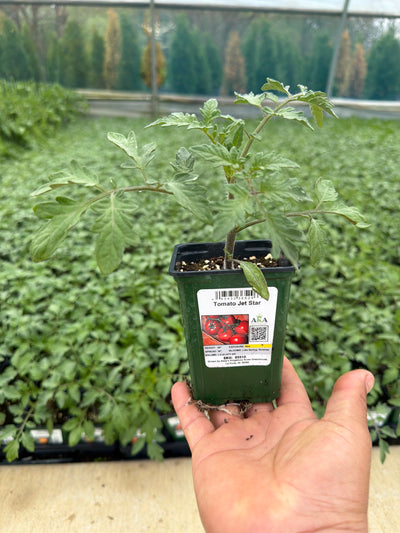 Tomato Jet Star - 4" Potted Vegetable