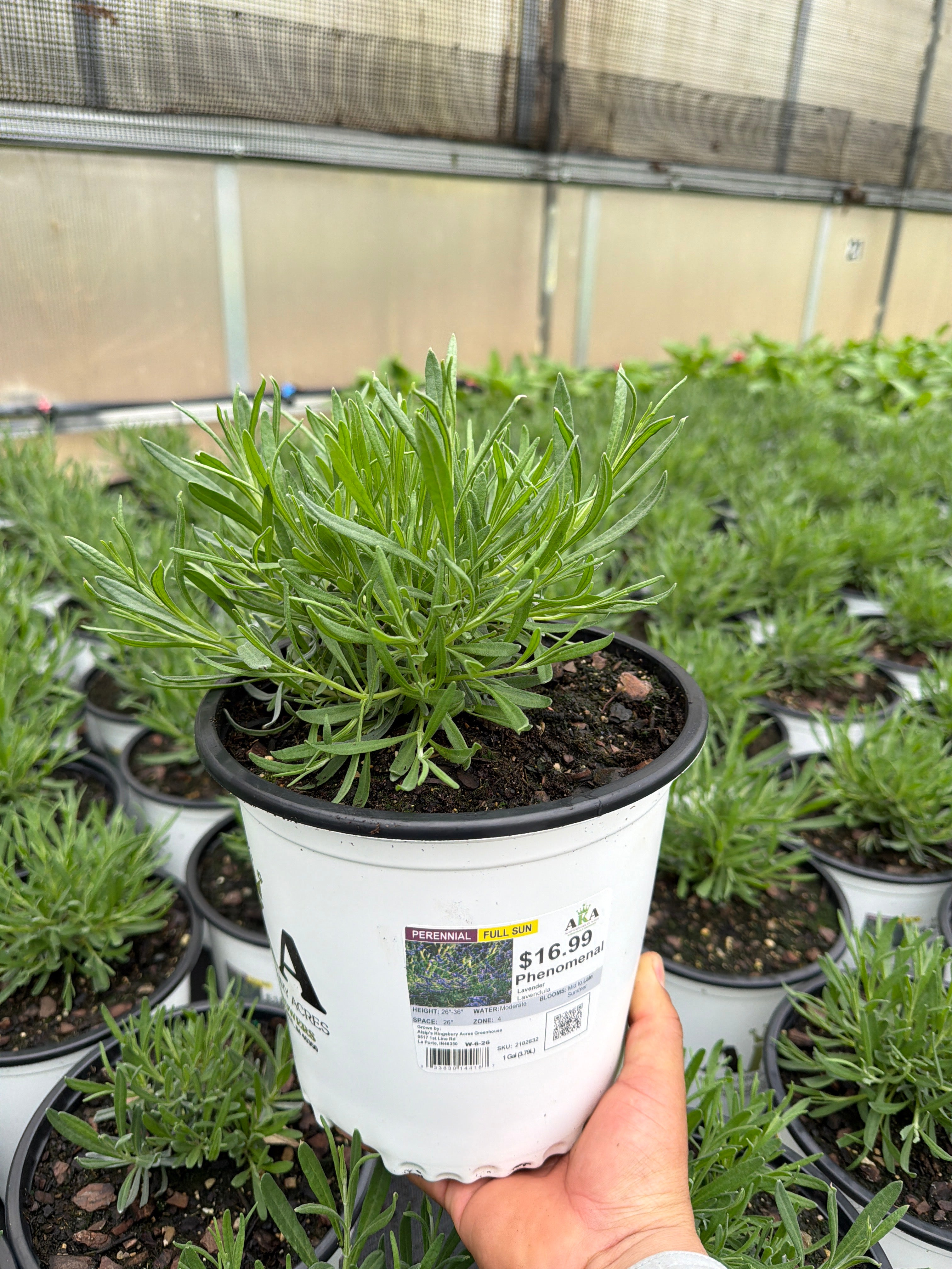 Lavandula Lavender Phenomenal