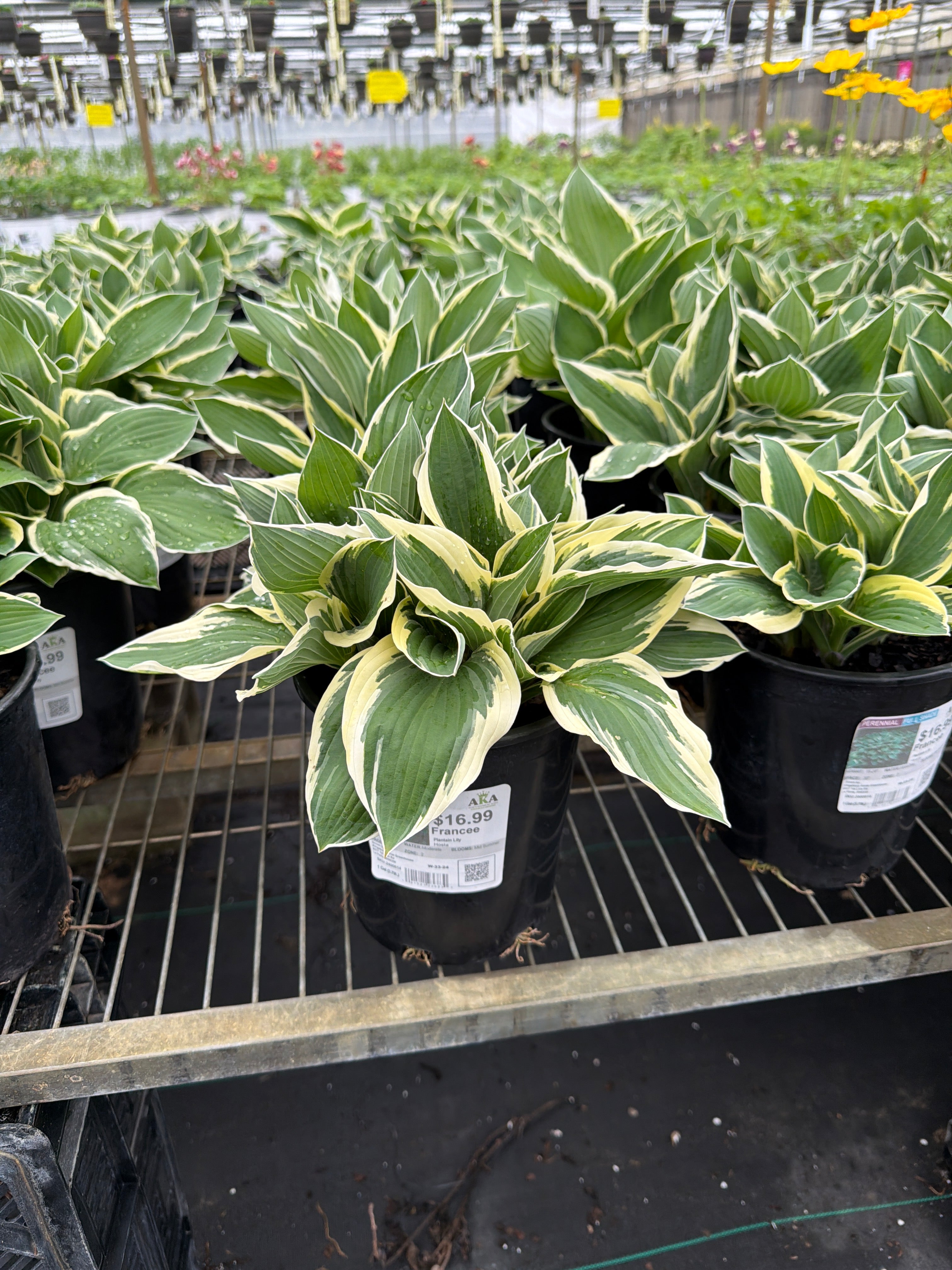 Hosta Plantain Lily Francee