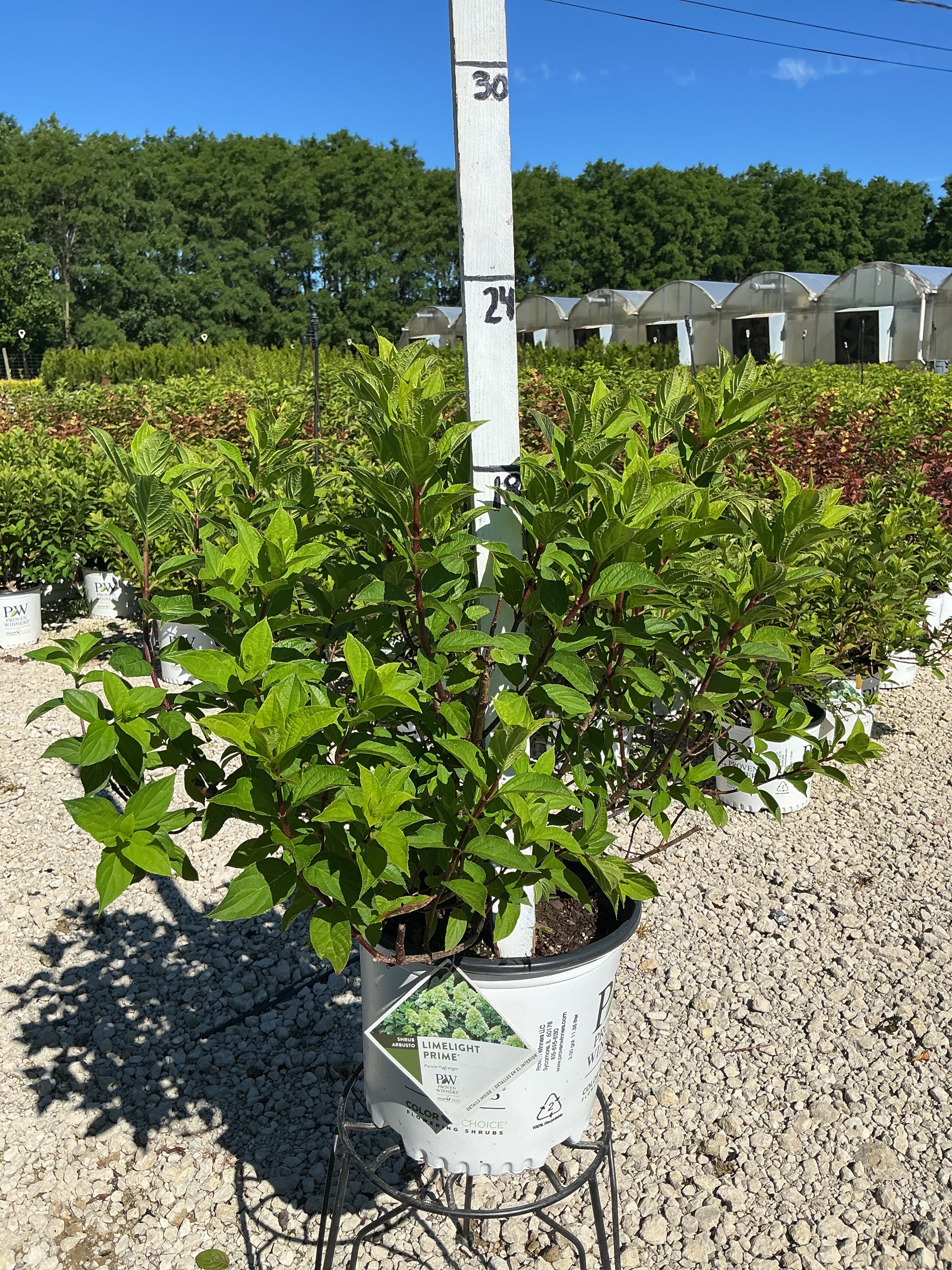 Hydrangea Limelight Prime
