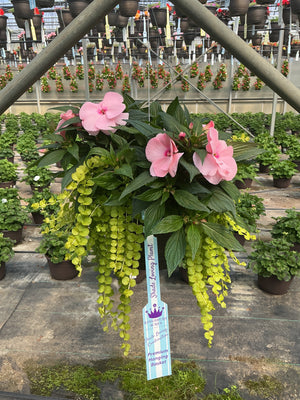 205 Magnum - 11" Shade Combination Hanging Basket