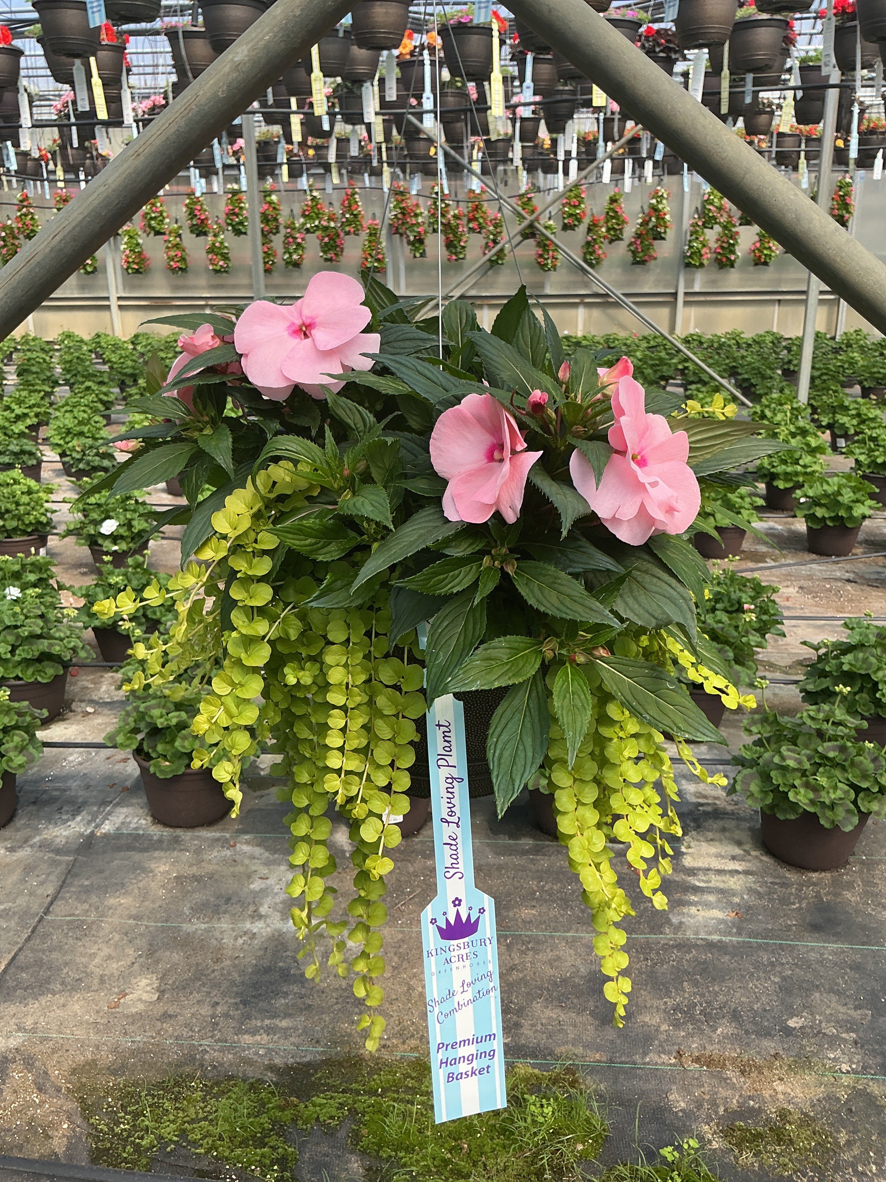 205 Magnum - 11" Shade Combination Hanging Basket