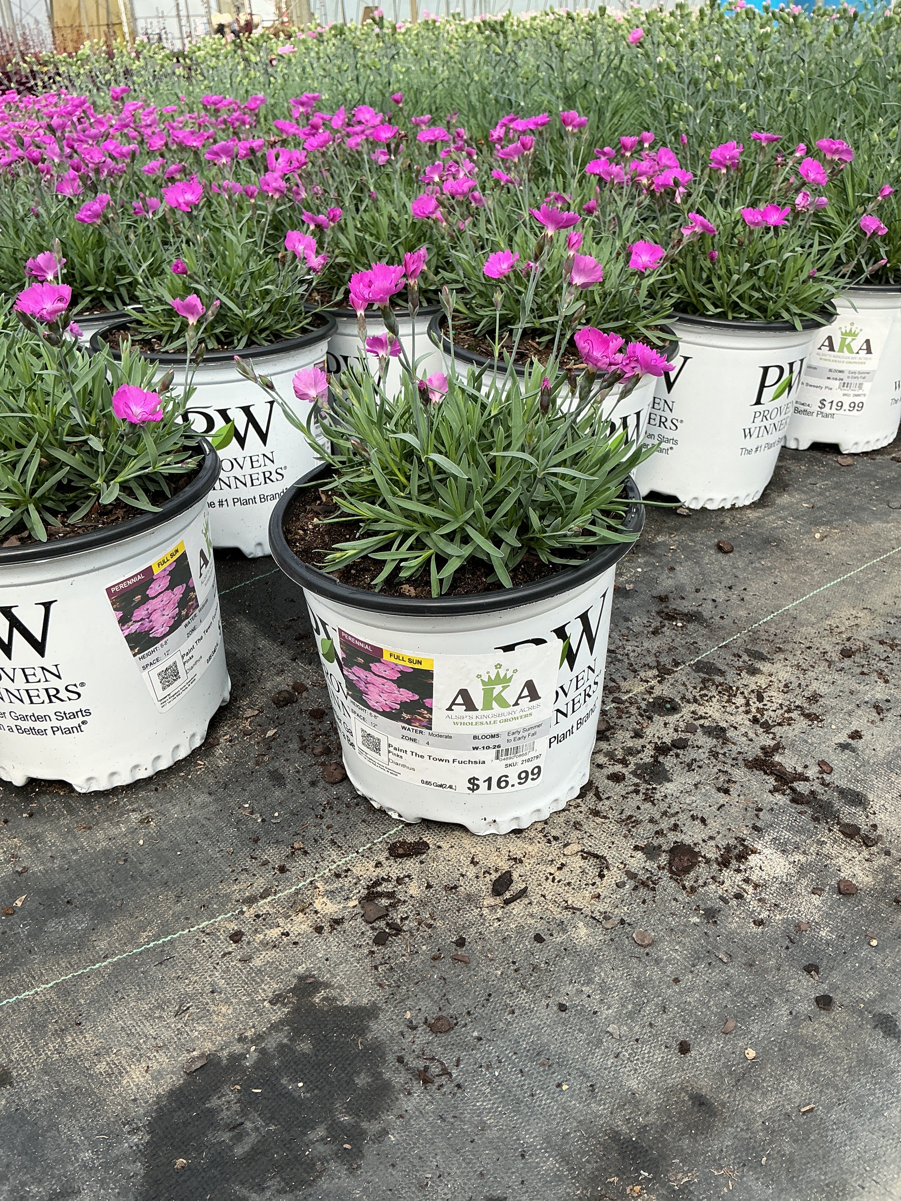 Dianthus Pinks Paint The Town Fuchsia - 6" Perennial