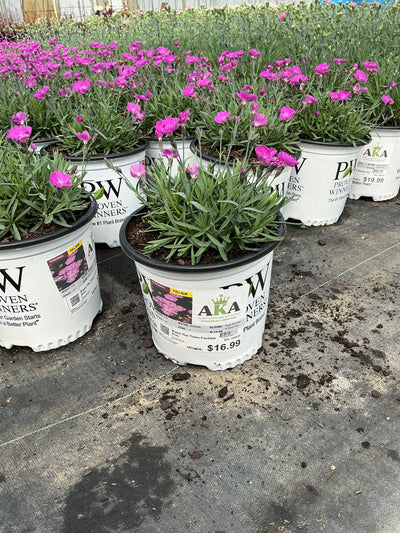 Dianthus Pinks Paint The Town Fuchsia - 6" Perennial