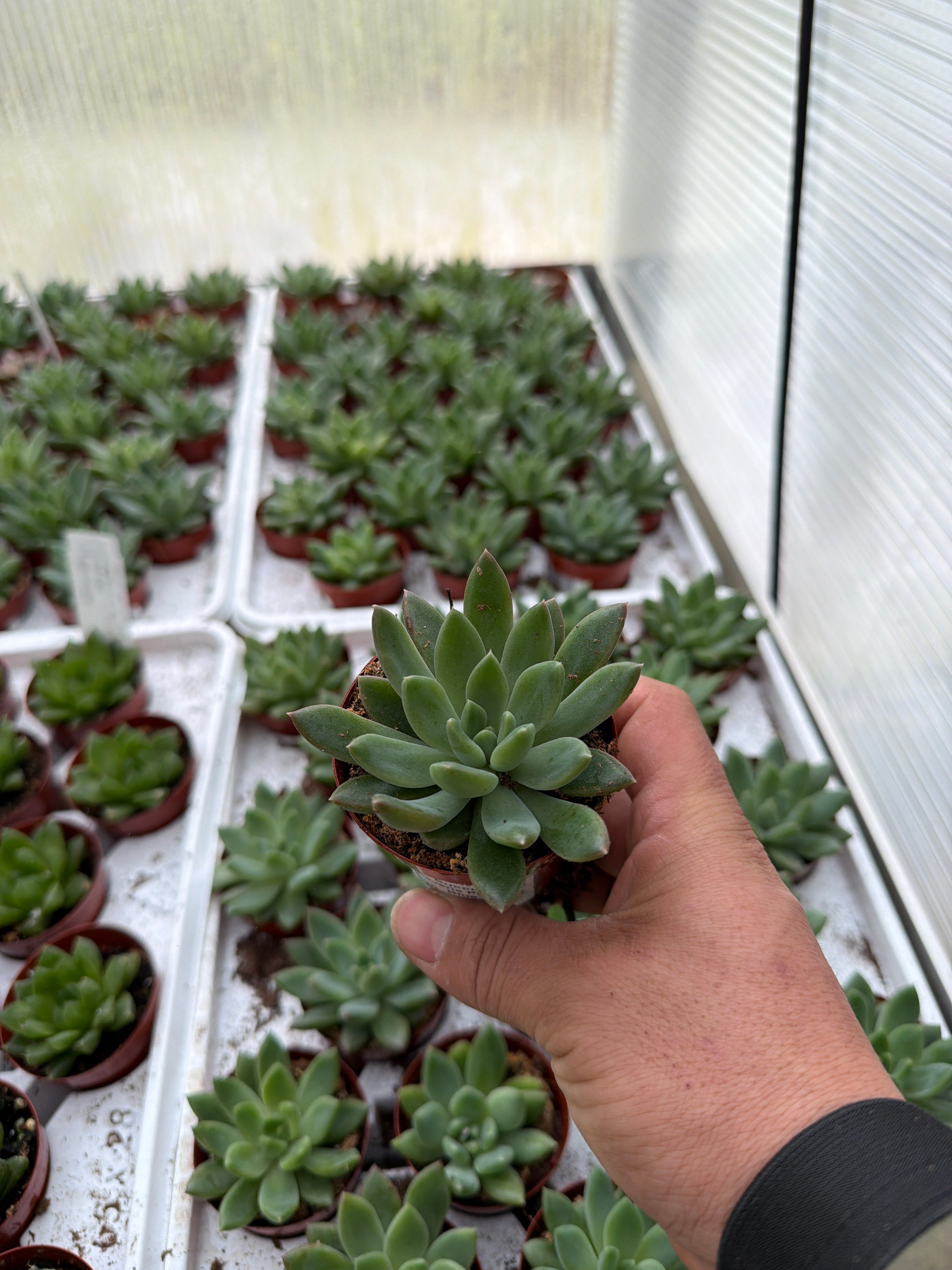 Echeveria Princess Blue - 2.5" Succulent