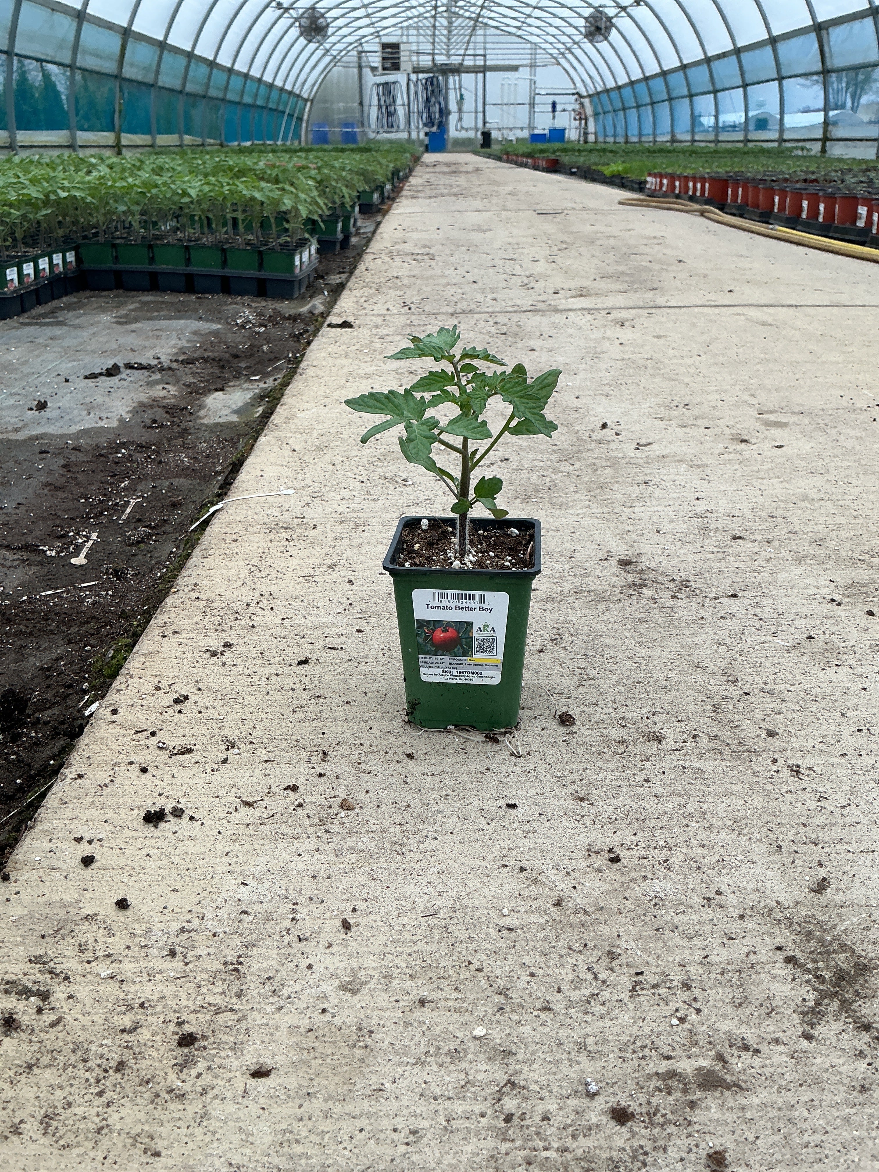 Tomato Better Boy - 4" Potted Vegetable