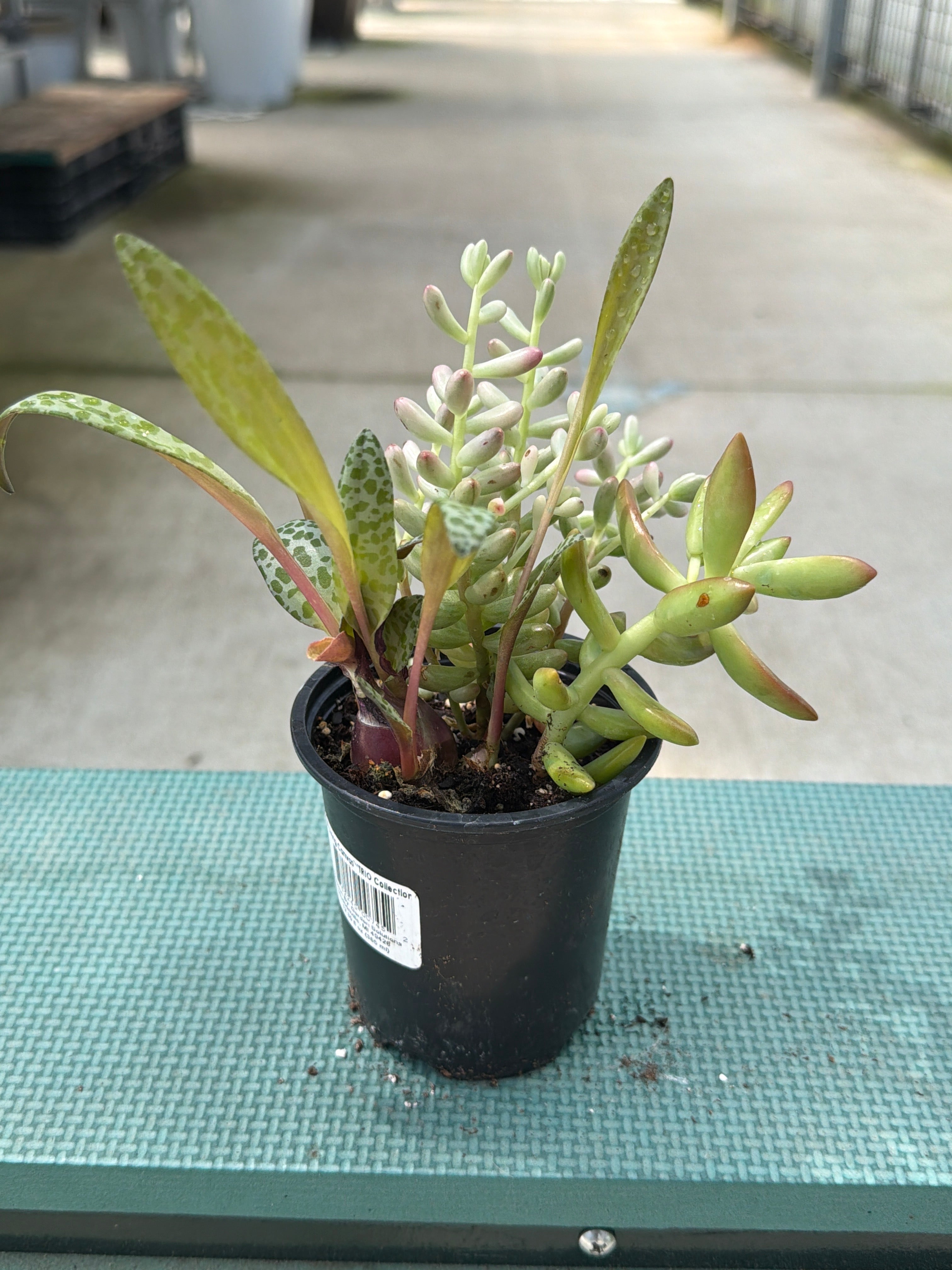 LIVING CANVAS TRIO MIX 3.5"