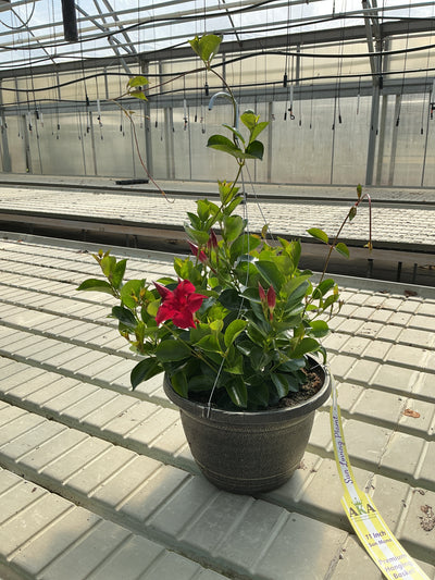 Mandevilla Dipladenia Sun Parasol OG Crimson - 11" Hanging Basket