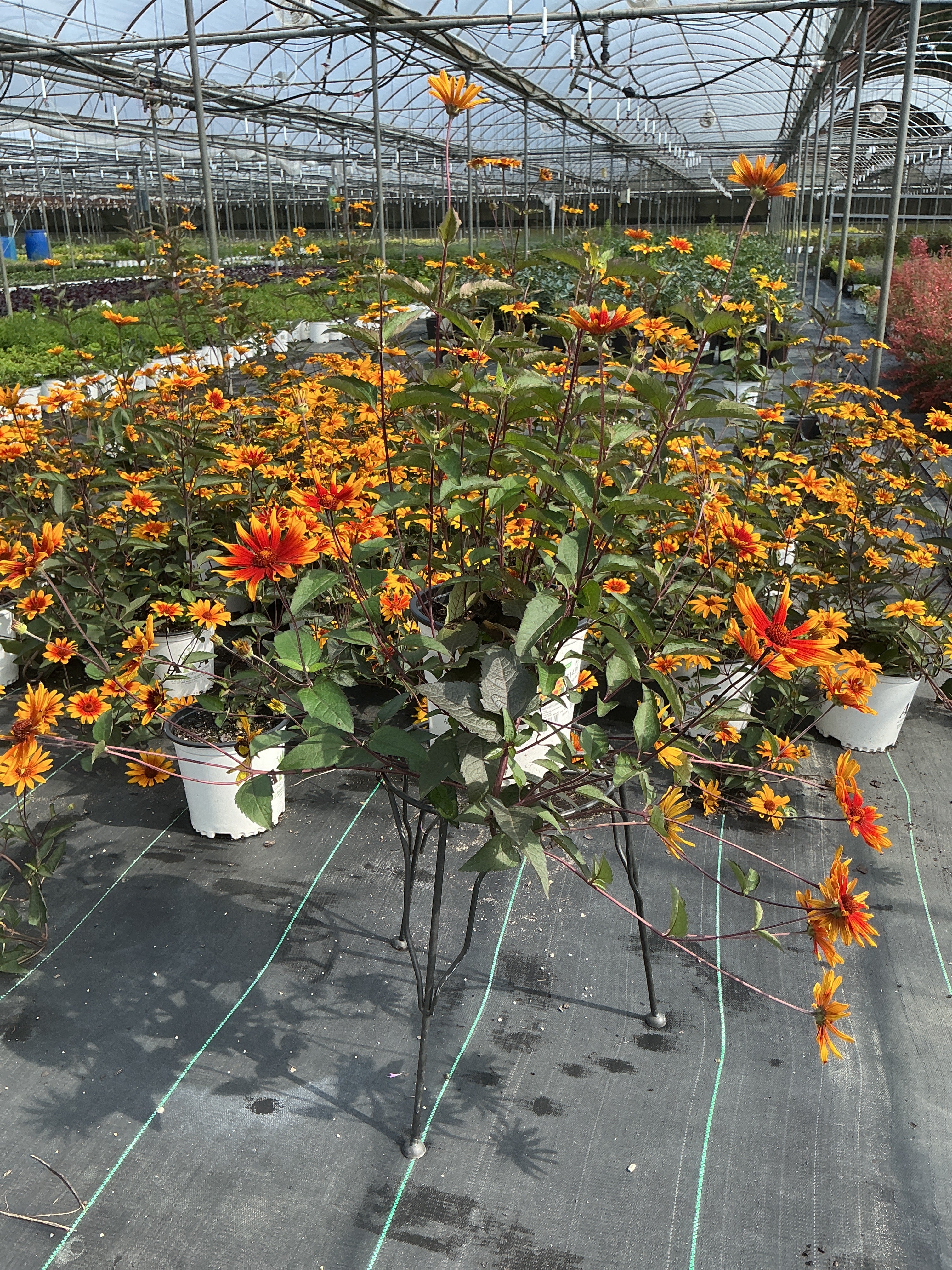 Heliopsis False Sunflower Burning Hearts