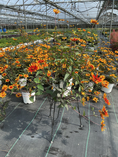 Heliopsis False Sunflower Burning Hearts