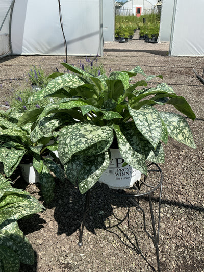 Pulmonaria Lungwort Pink A Blue